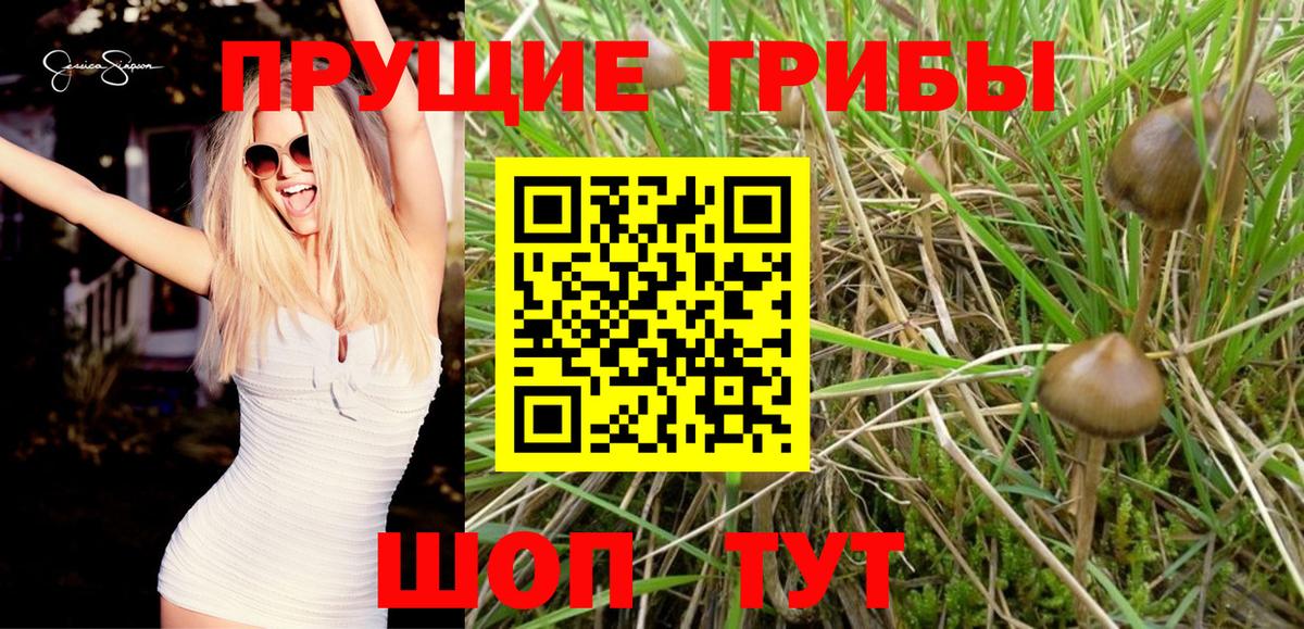 Нурлат  Псилоцибиновые грибы GOLDEN TEACHER  что такое   Вход с VPN 